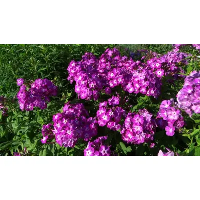 ФЕСТИВАЛЬНЫЙ