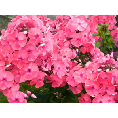 НИКОЛАЙ ЩОРС