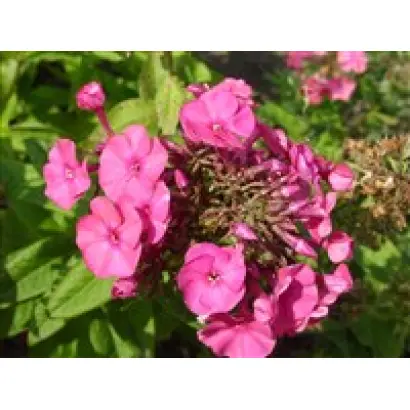 НИКОЛЯ ФЛАММЕЛЬ