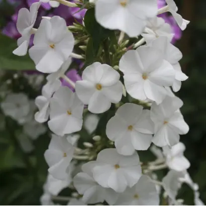 ШНЕЕПИРАМИДЕ