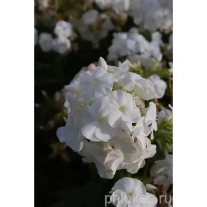 БОРДЮРНЫЙ БЕЛЫЙ