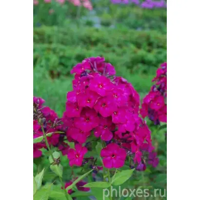 ТАРАС ШЕВЧЕНКО