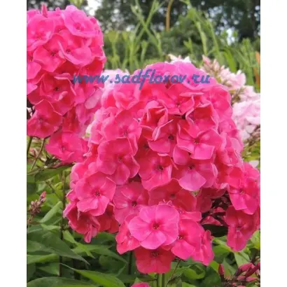 МОСКОВСКИЕ ЗОРИ