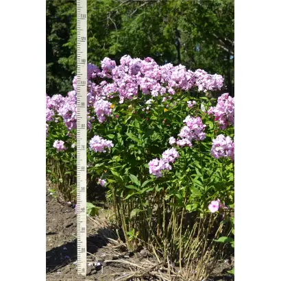 ВОЗДУШНЫЙ ЗАМОК