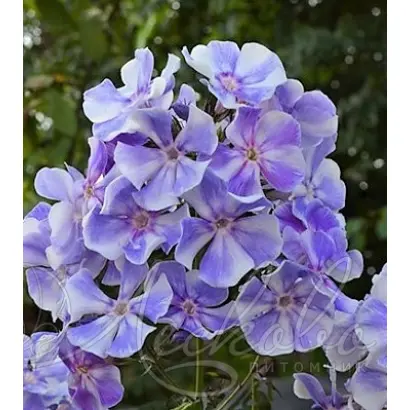 ГЖЕЛЬ МАКСИ