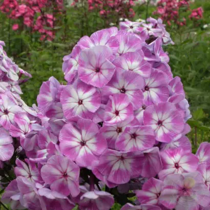 ЦАРЬ САЛТАН