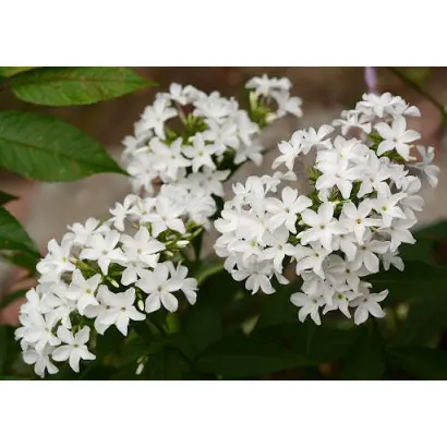 ЦАРЕВНА-ЛЕБЕДЬ