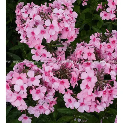 РОЗОВАЯ СКАЗКА