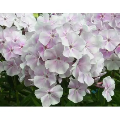 ЗИМНЕЕ УТРО