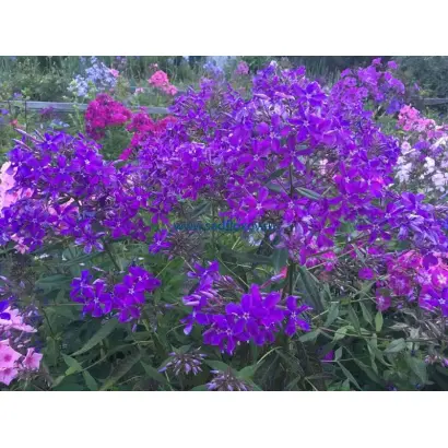 ЧЕРНИЛЬНЫЙ