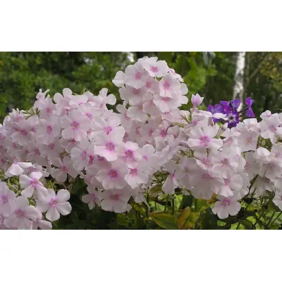 ДУШИСТЫЙ МАЛЯР