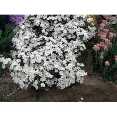 СНЕЖНЫЙ НАРЫМ