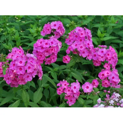 УТРО БАКЧАРА