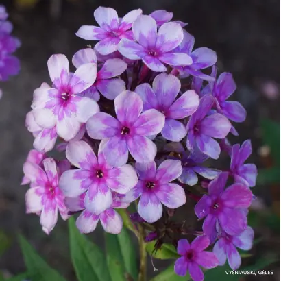 СЕРАЯ ЗВЕЗДОЧКА