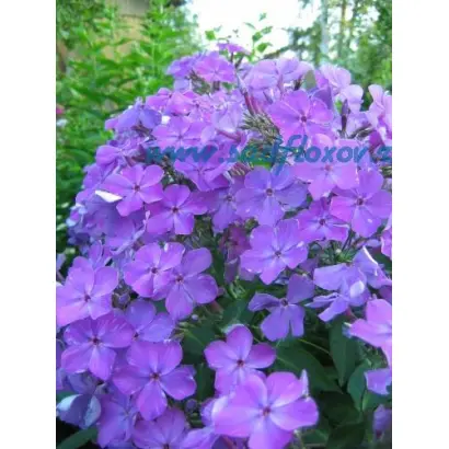 ИГОРЬ ТАЛЬКОВ