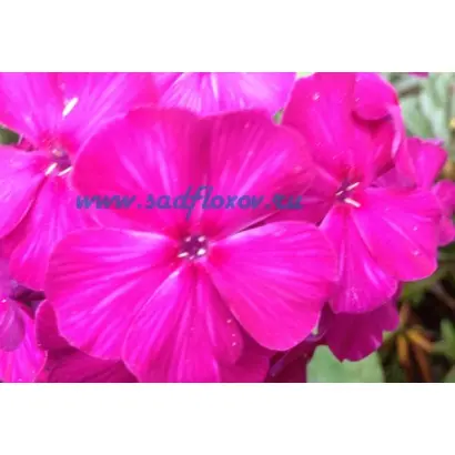 РИХАРД ЗОРГЕ