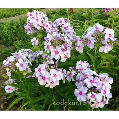 СИГИЗМУНД ЛЕВАНЕВСКИЙ