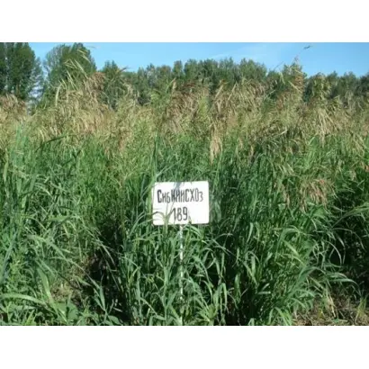 СИБНИИСХОЗ 189