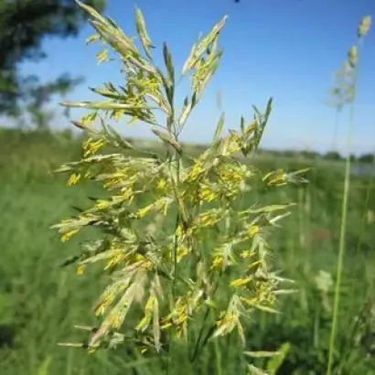 МОРШАНСКИЙ 312