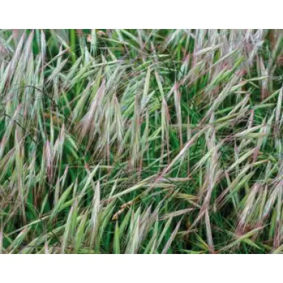 ПЕНЗЕНСКИЙ 1