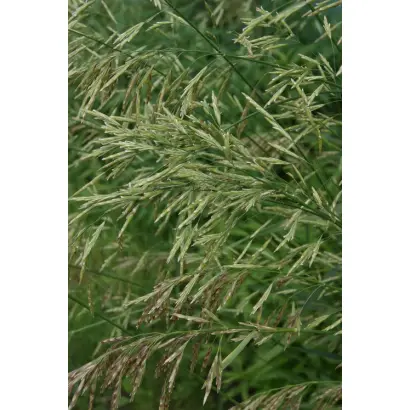 КАМАЛИНСКИЙ 14