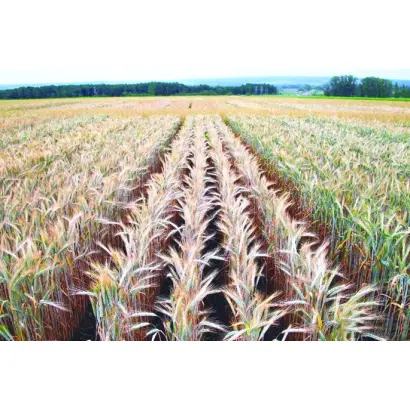 ЧИШМИНСКИЙ 4