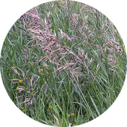 ВОРОНЕЖСКИЙ 17