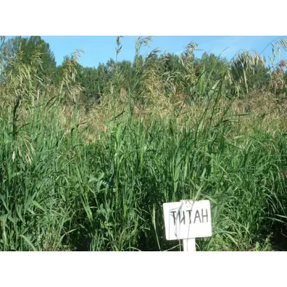 ТИТАН