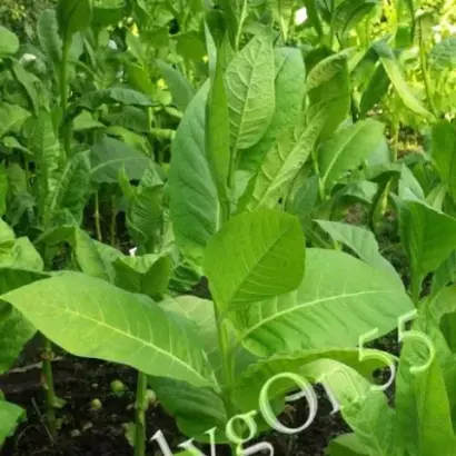 ТРАПЕЗОНД КУБАНЕЦ