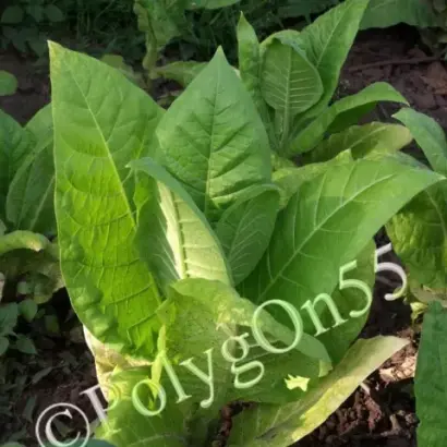 ТРАПЕЗОНД 182