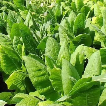 ВИРДЖИНИЯ 202