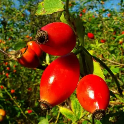 ВОРОНЦОВСКИЙ 3