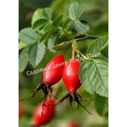 РОССИЙСКИЙ 1