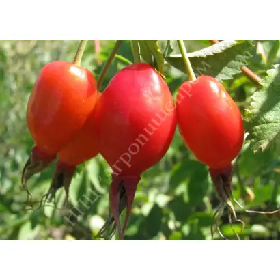 УРАЛЬСКИЙ ЧЕМПИОН