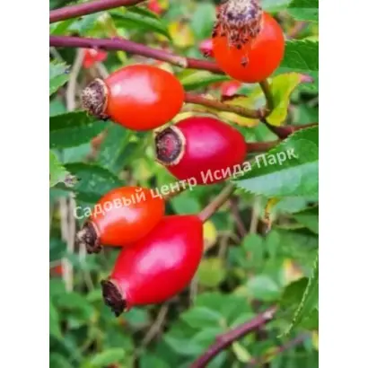 САМАРСКИЙ ЮБИЛЕЙНЫЙ