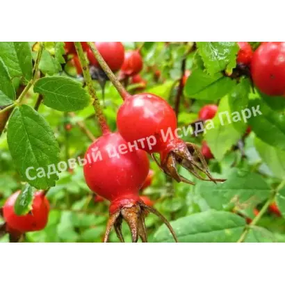 ОГНИ САМАРЫ