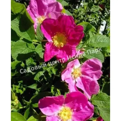 СЕРГЕЙ МИРОНОВ