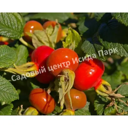 ТЕРНЕЙСКИЙ