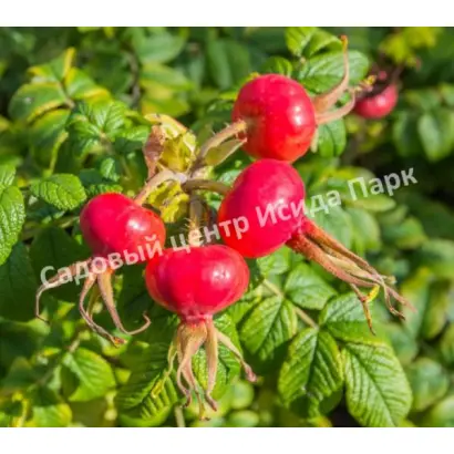 ГРОССЕВИЧЕСКИЙ