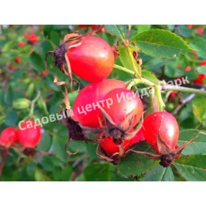 ВАСИЛИЙ ИВАНОВИЧ