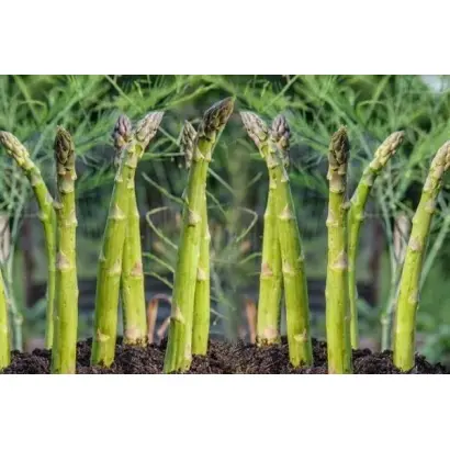 ГУЭЛФ МИЛЛЕНИУМ