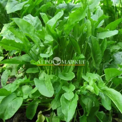 БЕЛЬВИЛЬСКИЙ