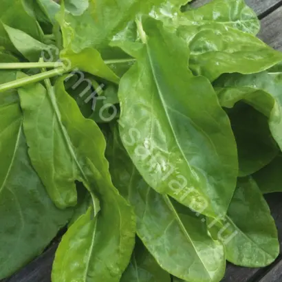 ШИРОКОЛИСТНЫЙ