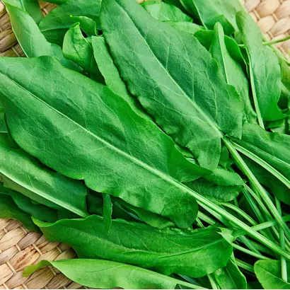 КРУПНОЛИСТНЫЙ