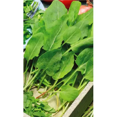 САНЬКИНА ЛЮБОВЬ