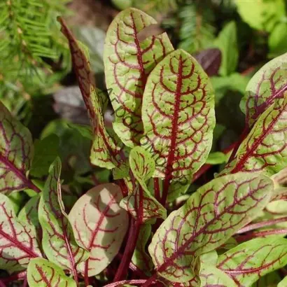 КРАСНЫЕ УЗОРЫ