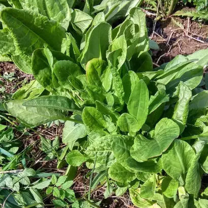 ИЗУМРУДНЫЙ СНЕГ