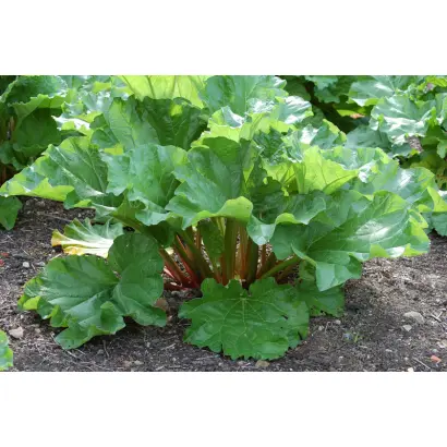 КРУПНОЧЕРЕШКОВЫЙ