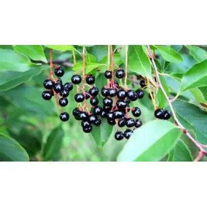 АДМИРАЛТЕЙСКАЯ