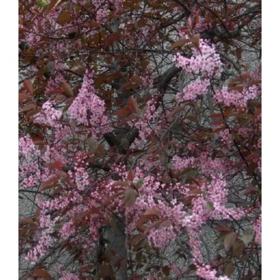 РУМЯНЫЕ ЩЕЧКИ